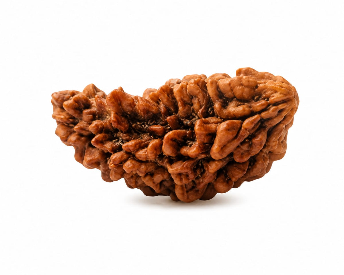 Rudraksha