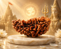Buy Original 1 Mukhi Rudraksha Online | Natural Premium Quality