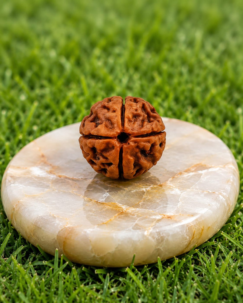 Original 4 Mukhi Rudraksha – Natural, Premium Quality & Certified