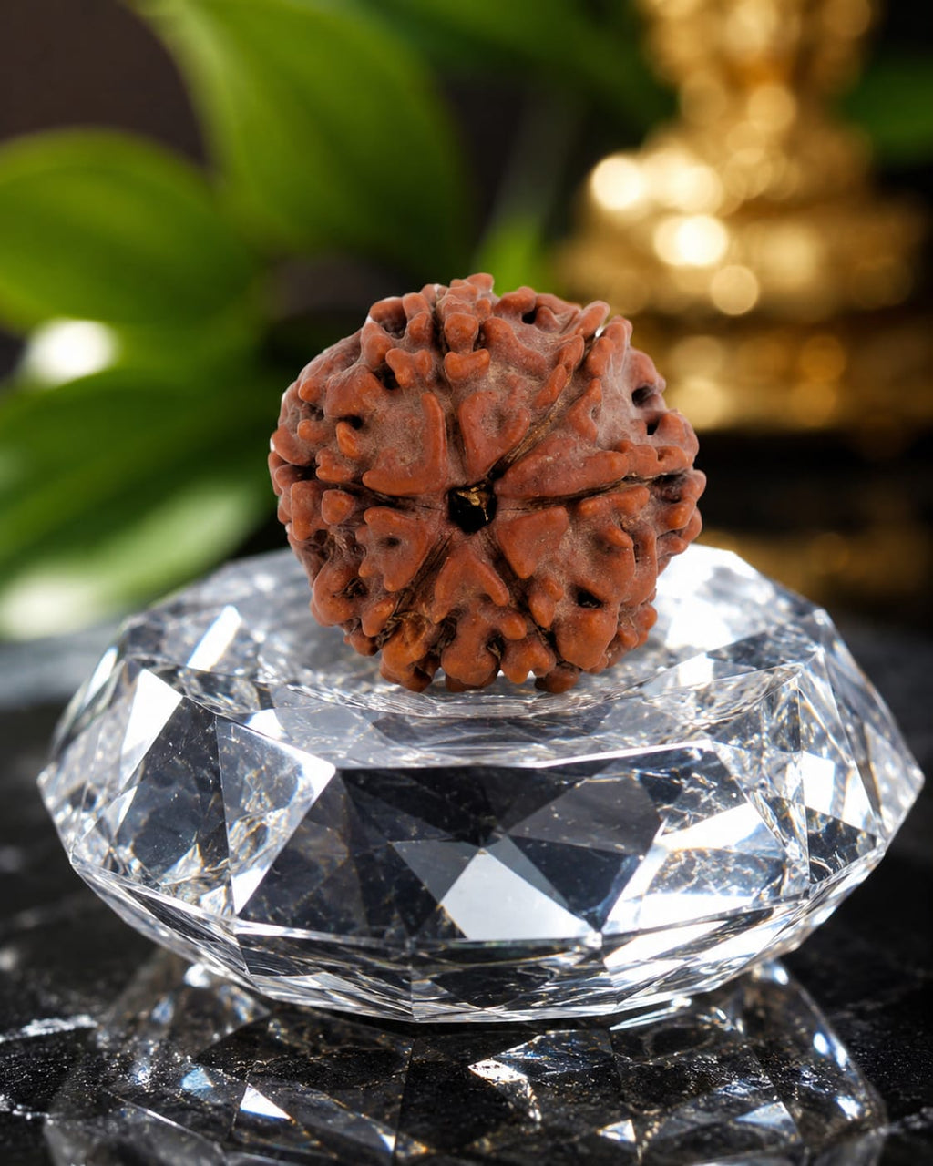 Original 6 Mukhi Rudraksha – Natural, Premium Quality & Certified