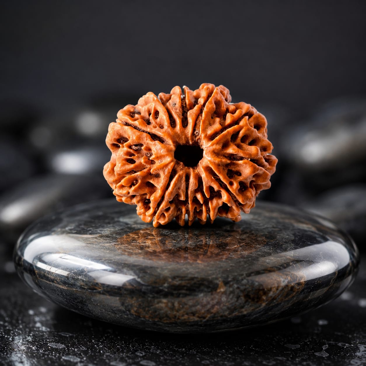 Original 10 Mukhi Rudraksha – Natural, Premium Quality & Certified