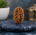 Original 2 Mukhi Rudraksha Certified Natural Two Face Rudraksha Bead for Harmony, Meditation & Spiritual Practice