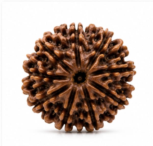 Original Nepali 10 Mukhi Rudraksha (18mm–22mm) | Natural Lab Tested Bead ओरिजिनल नेपाली 10 मुखी रुद्राक्ष (18mm–22mm) | प्राकृतिक एवं लैब टेस्टेड
