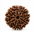 Original Nepali 10 Mukhi Rudraksha (18mm–22mm) | Natural Lab Tested Bead ओरिजिनल नेपाली 10 मुखी रुद्राक्ष (18mm–22mm) | प्राकृतिक एवं लैब टेस्टेड