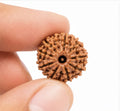 Original Nepali 9 Mukhi Rudraksha (18mm–22mm) | Natural Lab Tested Bead ओरिजिनल नेपाली 9 मुखी रुद्राक्ष (18mm–22mm) | प्राकृतिक एवं लैब टेस्टेड