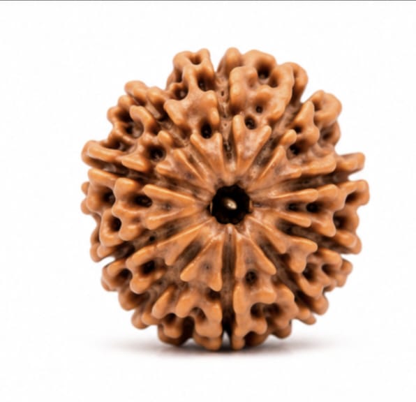 Original Nepali 11 Mukhi Rudraksha (18mm–22mm) | Natural Lab Tested Bead ओरिजिनल नेपाली 11 मुखी रुद्राक्ष (18mm–22mm) | प्राकृतिक एवं लैब टेस्टेड