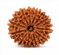 Original Nepali 12 Mukhi Rudraksha (18mm–22mm) | Natural Lab Tested Bead ओरिजिनल नेपाली 12 मुखी रुद्राक्ष (18mm–22mm) | प्राकृतिक एवं लैब टेस्टेड