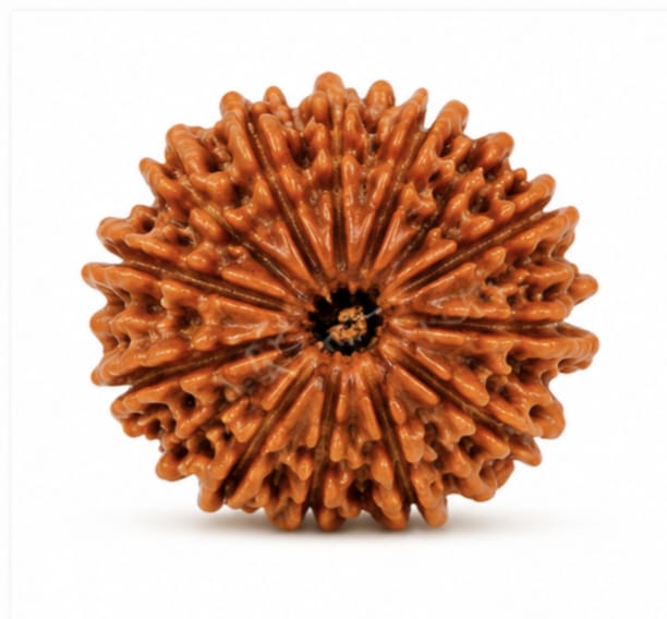 Original Nepali 12 Mukhi Rudraksha (18mm–22mm) | Natural Lab Tested Bead ओरिजिनल नेपाली 12 मुखी रुद्राक्ष (18mm–22mm) | प्राकृतिक एवं लैब टेस्टेड