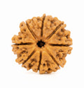 Original Nepali 8 Mukhi Rudraksha (18mm–22mm) | Natural Lab Tested Bead  ओरिजिनल नेपाली 8 मुखी रुद्राक्ष प्राकृतिक, प्रीमियम क्वालिटी और लगभग 18mm–22mm आकार