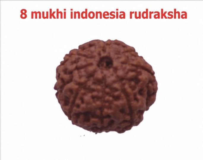 Original Indonesia 8 Mukhi Rudraksha | Natural Lab Tested Bead ओरिजिनल इंडोनेशिया 8 मुखी रुद्राक्ष | प्राकृतिक एवं लैब टेस्टेड