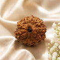 Original Indonesia 11 Mukhi Rudraksha | Natural Lab Tested Bead ओरिजिनल इंडोनेशिया 11 मुखी रुद्राक्ष | प्राकृतिक एवं लैब टेस्टेड