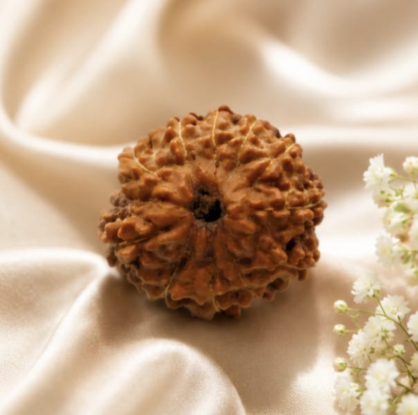 Original Indonesia 11 Mukhi Rudraksha | Natural Lab Tested Bead ओरिजिनल इंडोनेशिया 11 मुखी रुद्राक्ष | प्राकृतिक एवं लैब टेस्टेड
