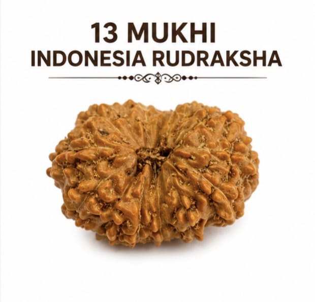 Original Indonesia 13 Mukhi Rudraksha | Natural Lab Tested Bead ओरिजिनल इंडोनेशिया 13 मुखी रुद्राक्ष | प्राकृतिक एवं लैब टेस्टेड