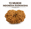 Original Indonesia 13 Mukhi Rudraksha | Natural Lab Tested Bead ओरिजिनल इंडोनेशिया 13 मुखी रुद्राक्ष | प्राकृतिक एवं लैब टेस्टेड