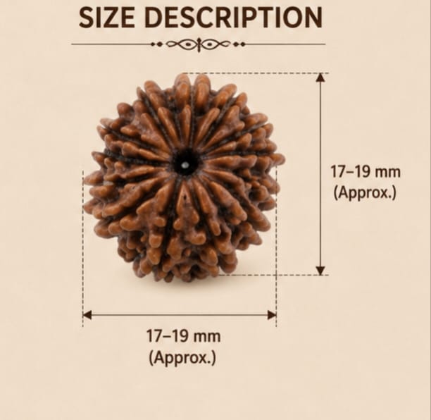 Original Indonesia 12 Mukhi Rudraksha | Natural Lab Tested Bead ओरिजिनल इंडोनेशिया 12 मुखी रुद्राक्ष | प्राकृतिक एवं लैब टेस्टेड