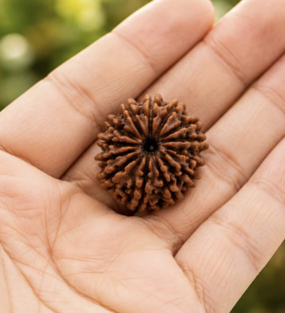 Original Indonesia 12 Mukhi Rudraksha | Natural Lab Tested Bead ओरिजिनल इंडोनेशिया 12 मुखी रुद्राक्ष | प्राकृतिक एवं लैब टेस्टेड
