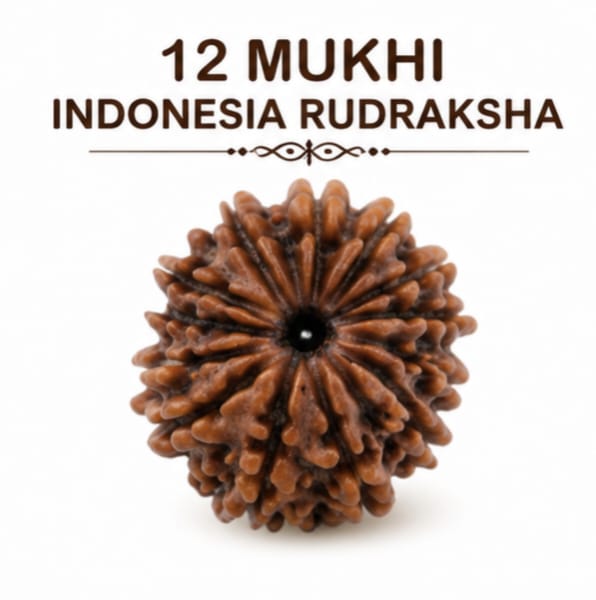 Original Indonesia 12 Mukhi Rudraksha | Natural Lab Tested Bead ओरिजिनल इंडोनेशिया 12 मुखी रुद्राक्ष | प्राकृतिक एवं लैब टेस्टेड