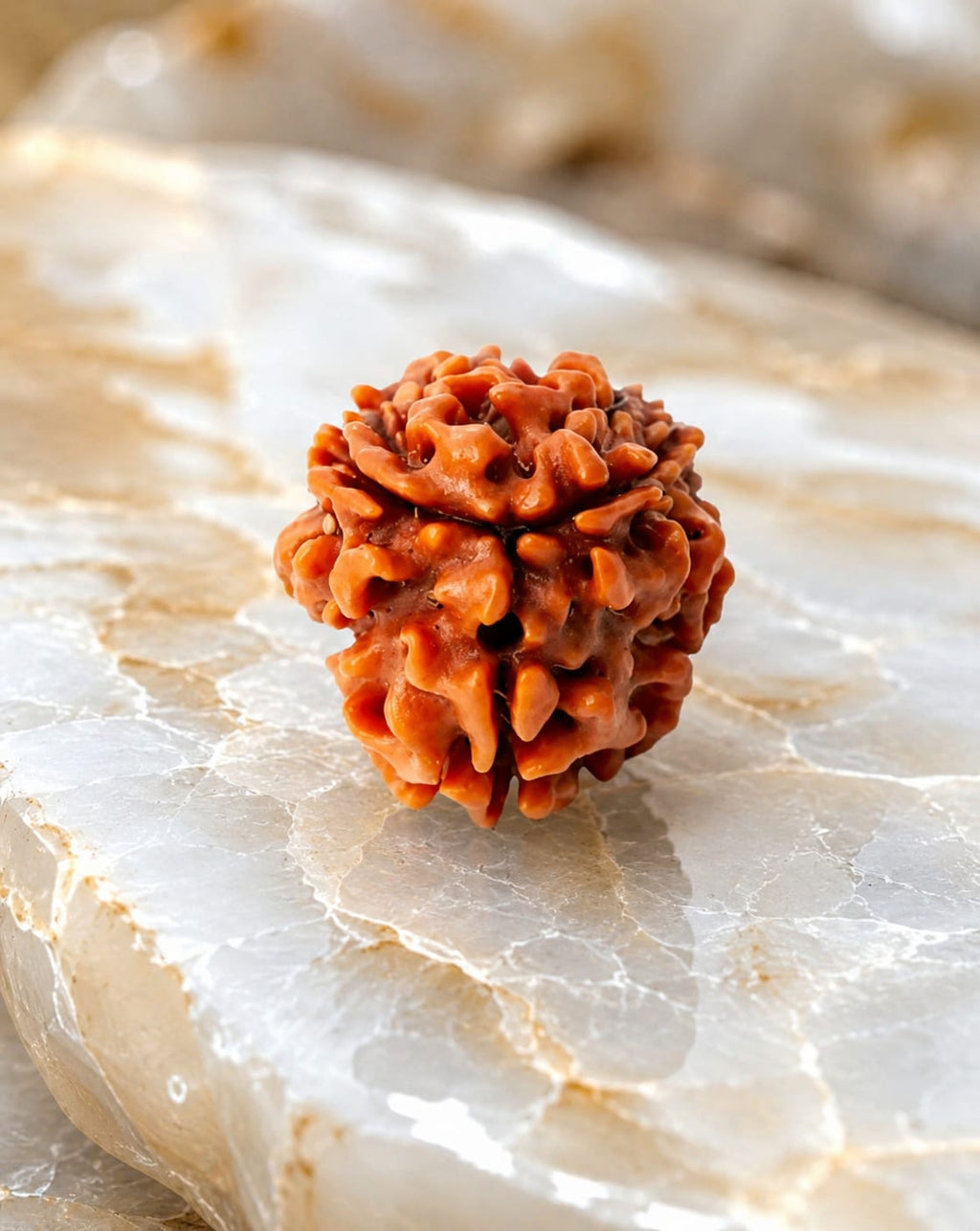 Original 3 Mukhi Rudraksha – Natural, Premium Quality & Certified