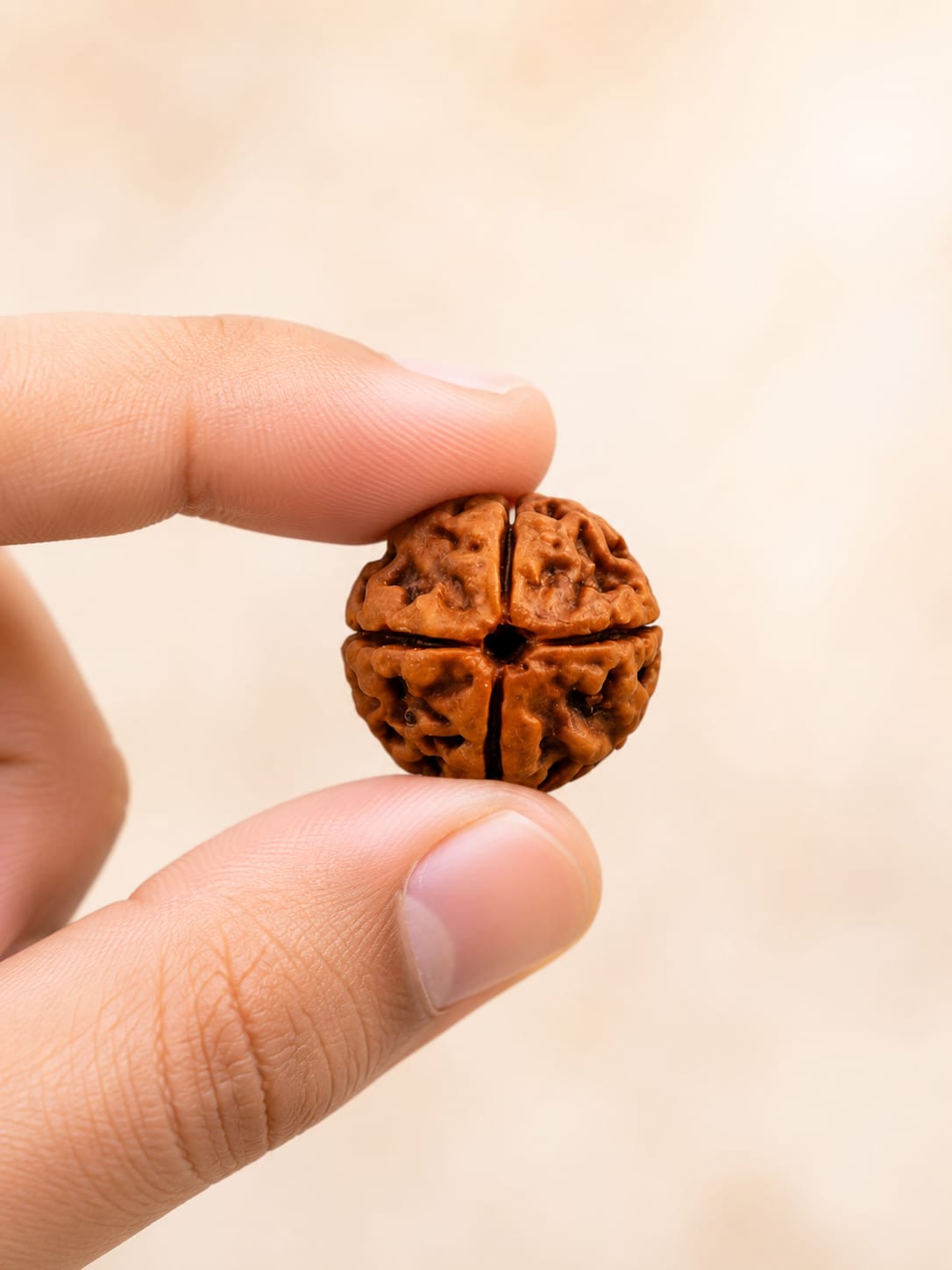 Original 4 Mukhi Rudraksha – Natural, Premium Quality & Certified