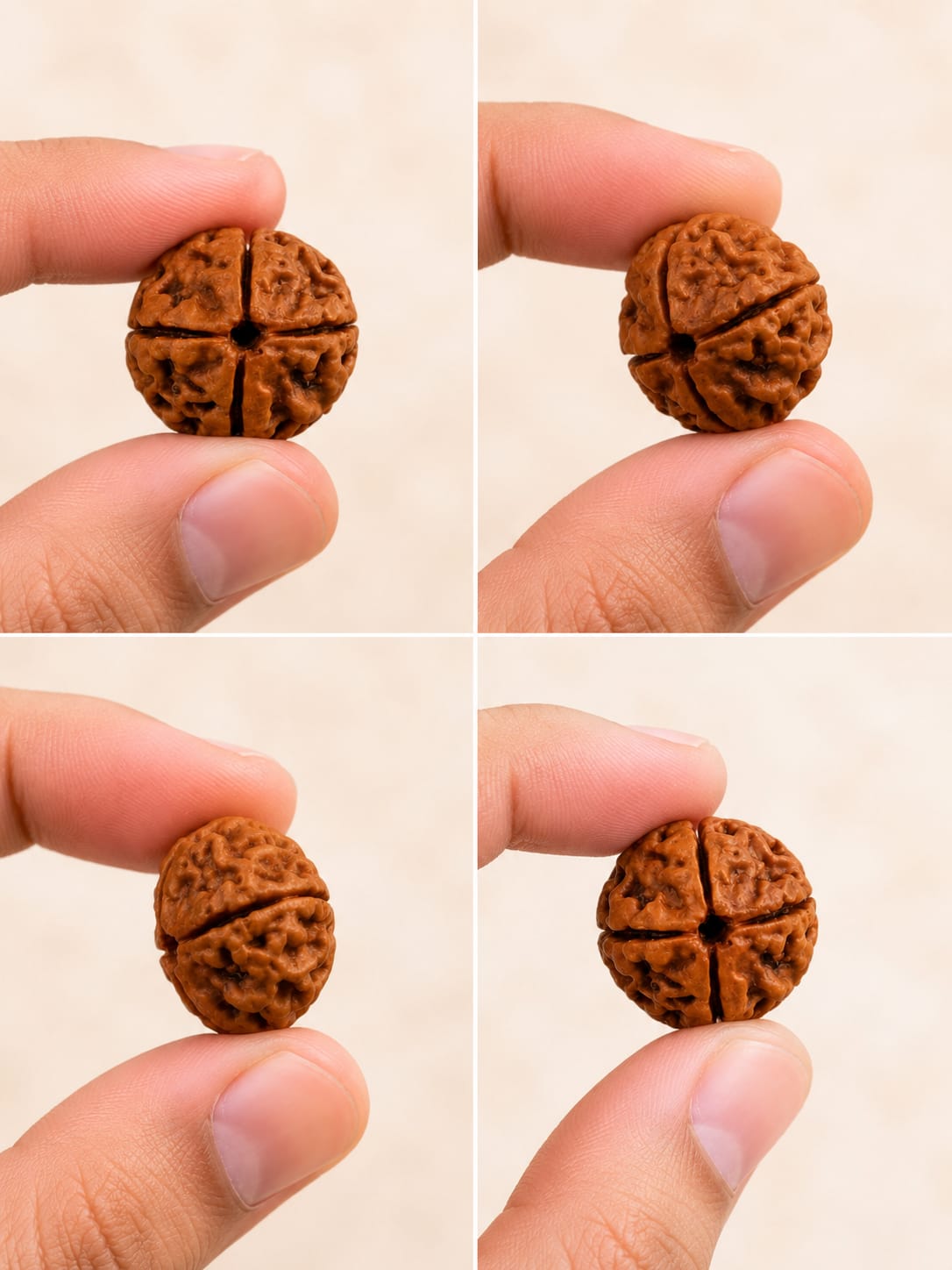 Original 4 Mukhi Rudraksha – Natural, Premium Quality & Certified