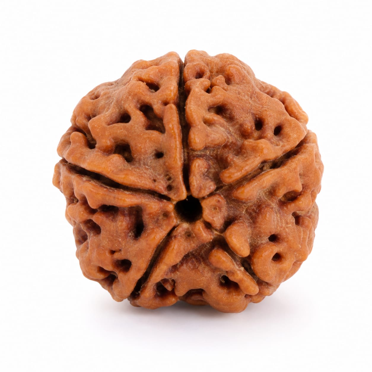 Original 5 Mukhi Rudraksha – Natural, Premium Quality & Certified