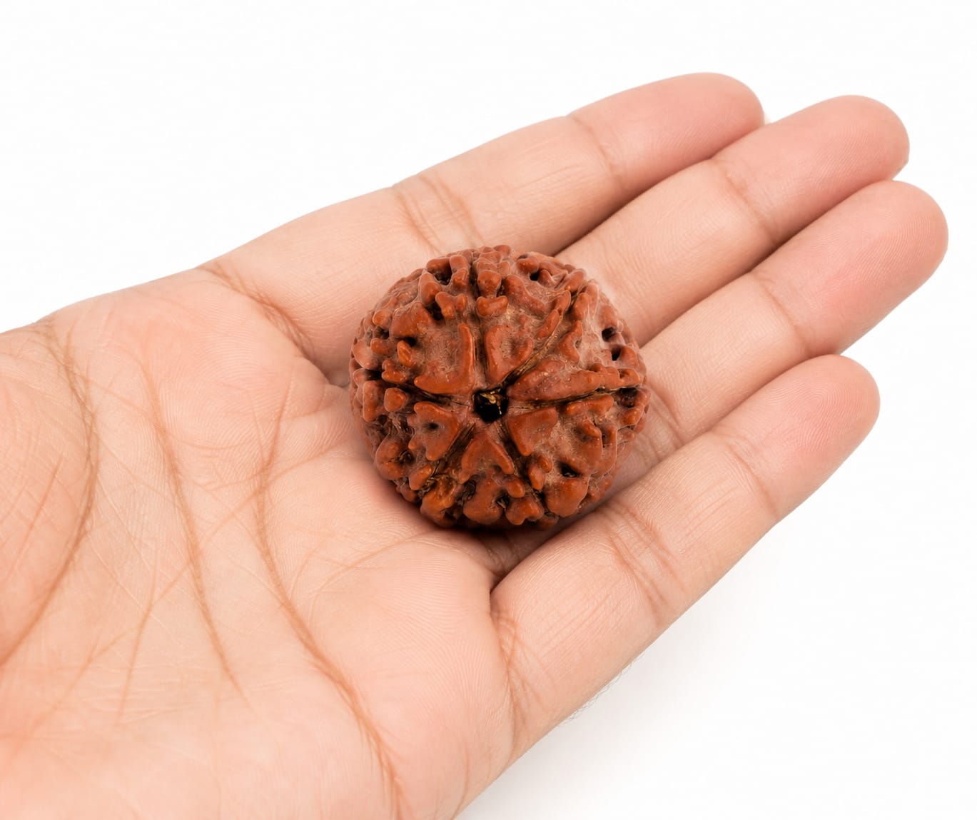 Original 6 Mukhi Rudraksha – Natural, Premium Quality & Certified