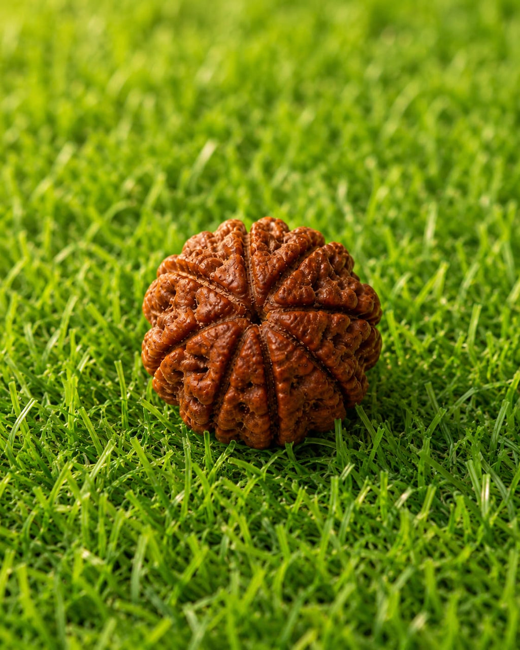 Original 7 Mukhi Rudraksha – Natural, Premium Quality& Certified