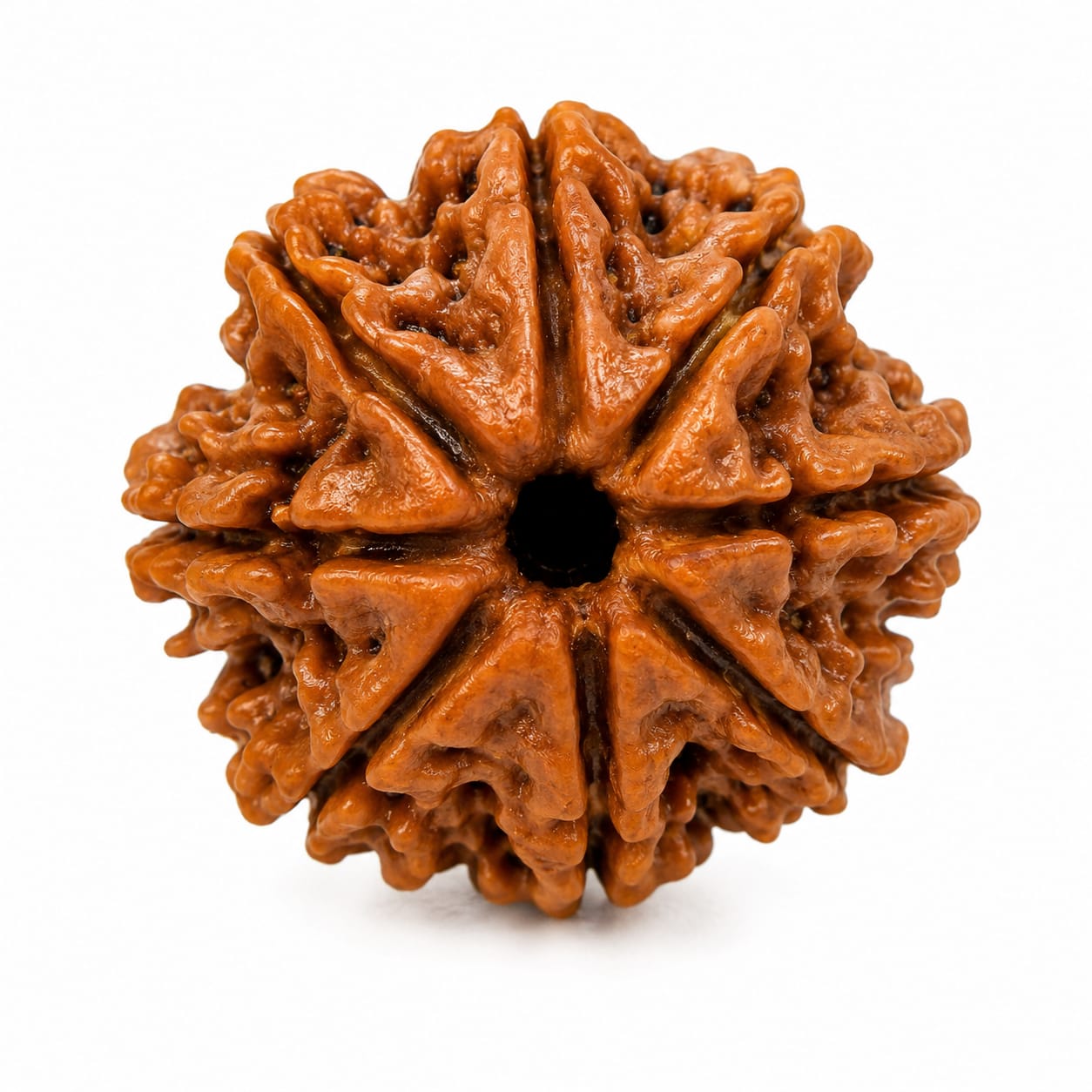 Original 8 Mukhi Rudraksha – Natural, Premium Quality & Certified