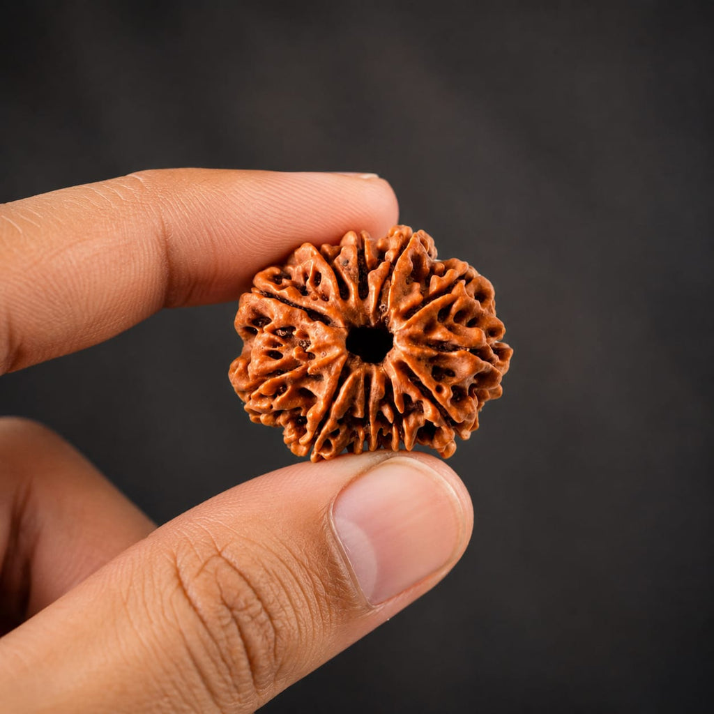 Original 10 Mukhi Rudraksha – Natural, Premium Quality & Certified