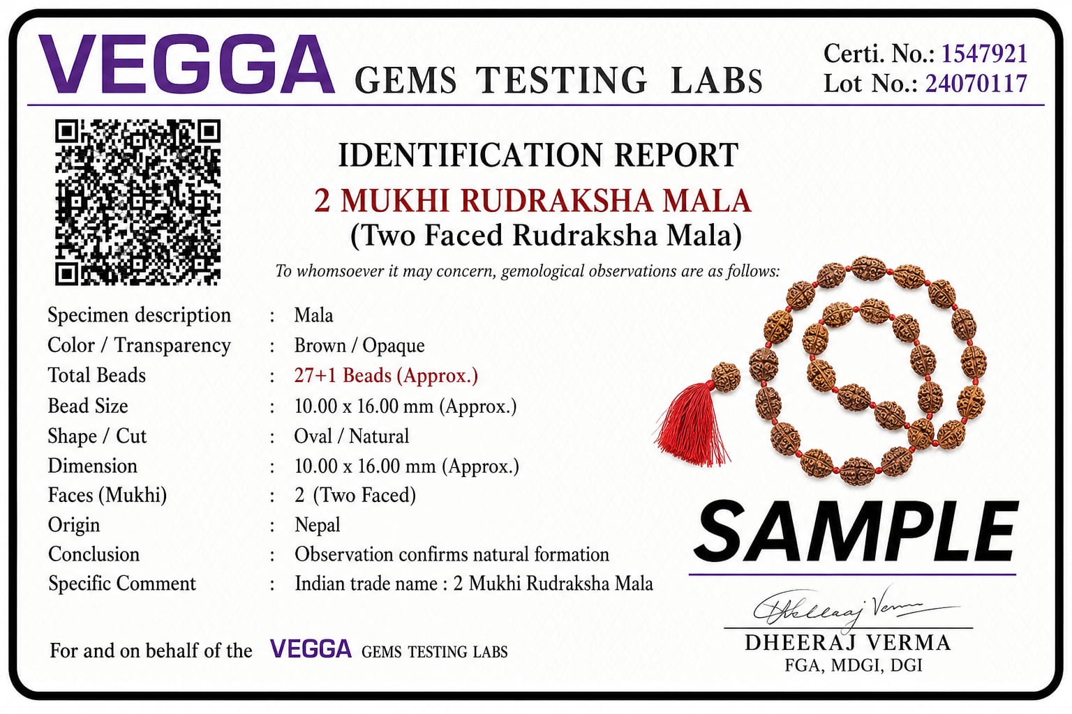 Original 2 Mukhi Rudraksha Mala – Natural Premium Quality Rudraksha Beads