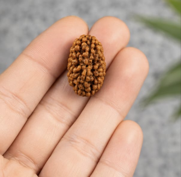Original 2 Mukhi Rudraksha Certified Natural Two Face Rudraksha Bead for Harmony, Meditation & Spiritual Practice