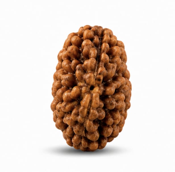 Original 2 Mukhi Rudraksha Certified Natural Two Face Rudraksha Bead for Harmony, Meditation & Spiritual Practice