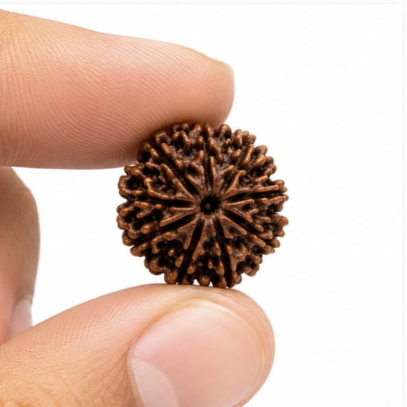 Original Nepali 10 Mukhi Rudraksha (18mm–22mm) | Natural Lab Tested Bead ओरिजिनल नेपाली 10 मुखी रुद्राक्ष (18mm–22mm) | प्राकृतिक एवं लैब टेस्टेड