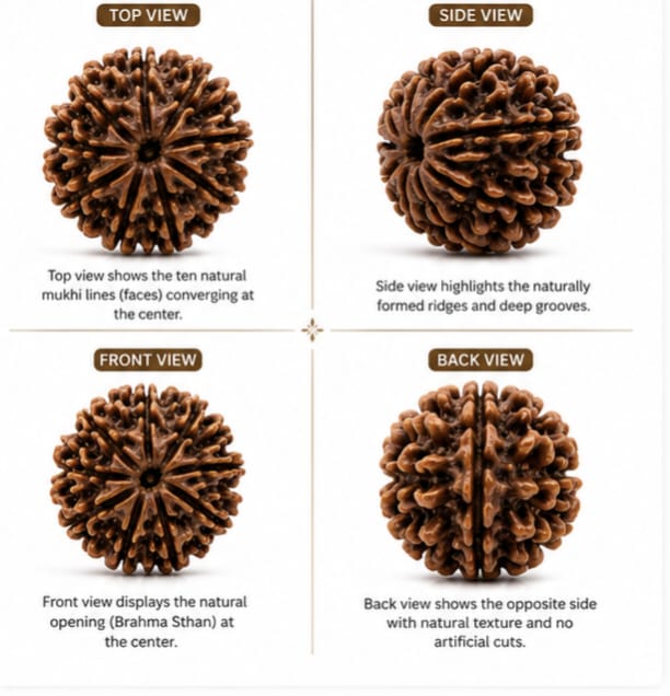 Original Nepali 10 Mukhi Rudraksha (18mm–22mm) | Natural Lab Tested Bead ओरिजिनल नेपाली 10 मुखी रुद्राक्ष (18mm–22mm) | प्राकृतिक एवं लैब टेस्टेड