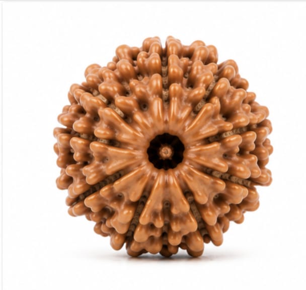 Original Nepali 9 Mukhi Rudraksha (18mm–22mm) | Natural Lab Tested Bead ओरिजिनल नेपाली 9 मुखी रुद्राक्ष (18mm–22mm) | प्राकृतिक एवं लैब टेस्टेड