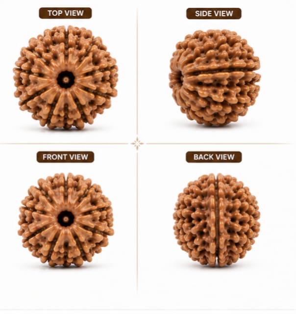 Original Nepali 9 Mukhi Rudraksha (18mm–22mm) | Natural Lab Tested Bead ओरिजिनल नेपाली 9 मुखी रुद्राक्ष (18mm–22mm) | प्राकृतिक एवं लैब टेस्टेड