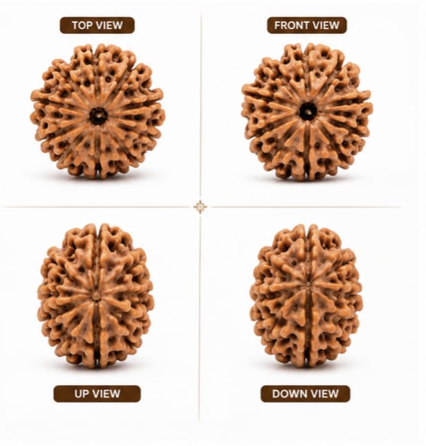 Original Nepali 11 Mukhi Rudraksha (18mm–22mm) | Natural Lab Tested Bead ओरिजिनल नेपाली 11 मुखी रुद्राक्ष (18mm–22mm) | प्राकृतिक एवं लैब टेस्टेड