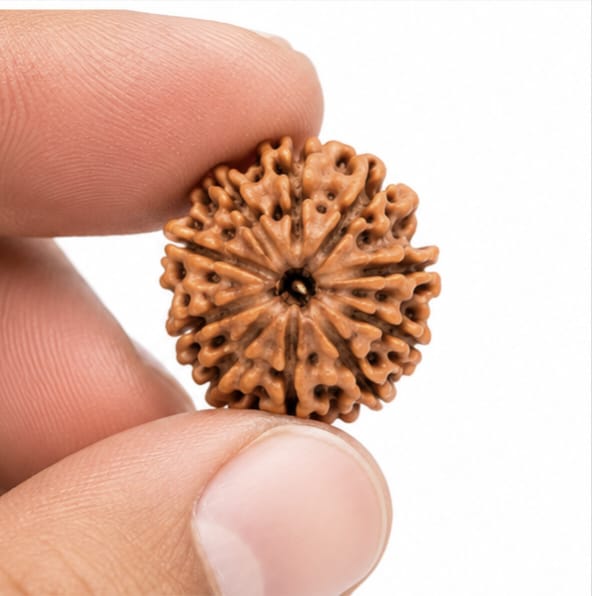 Original Nepali 11 Mukhi Rudraksha (18mm–22mm) | Natural Lab Tested Bead ओरिजिनल नेपाली 11 मुखी रुद्राक्ष (18mm–22mm) | प्राकृतिक एवं लैब टेस्टेड