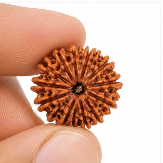 Original Nepali 12 Mukhi Rudraksha (18mm–22mm) | Natural Lab Tested Bead ओरिजिनल नेपाली 12 मुखी रुद्राक्ष (18mm–22mm) | प्राकृतिक एवं लैब टेस्टेड