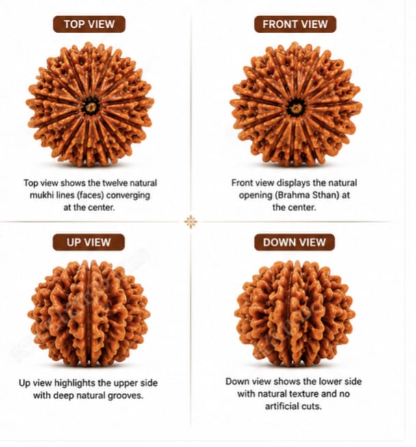 Original Nepali 12 Mukhi Rudraksha (18mm–22mm) | Natural Lab Tested Bead ओरिजिनल नेपाली 12 मुखी रुद्राक्ष (18mm–22mm) | प्राकृतिक एवं लैब टेस्टेड
