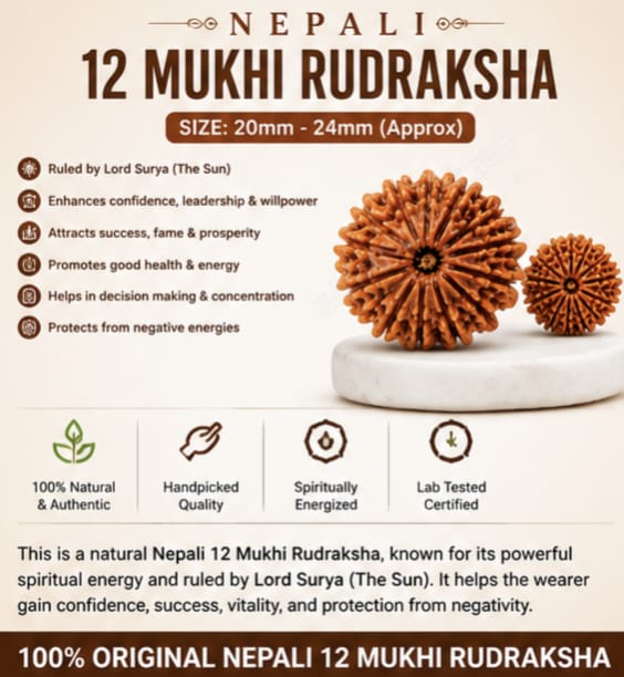 Original Nepali 12 Mukhi Rudraksha (18mm–22mm) | Natural Lab Tested Bead ओरिजिनल नेपाली 12 मुखी रुद्राक्ष (18mm–22mm) | प्राकृतिक एवं लैब टेस्टेड