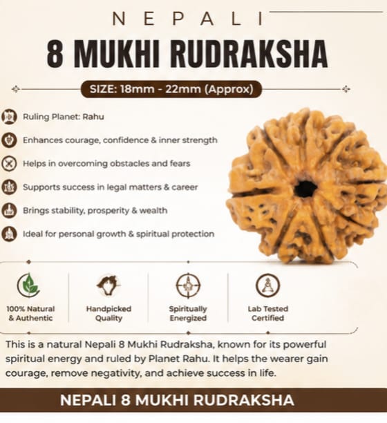 Original Nepali 8 Mukhi Rudraksha (18mm–22mm) | Natural Lab Tested Bead  ओरिजिनल नेपाली 8 मुखी रुद्राक्ष प्राकृतिक, प्रीमियम क्वालिटी और लगभग 18mm–22mm आकार