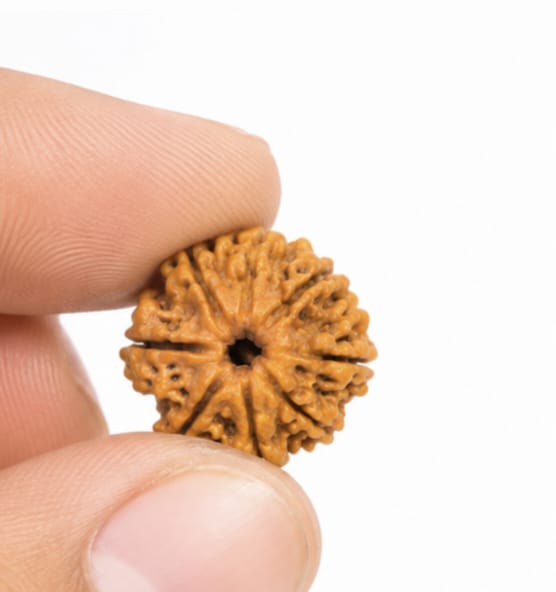 Original Nepali 8 Mukhi Rudraksha (18mm–22mm) | Natural Lab Tested Bead  ओरिजिनल नेपाली 8 मुखी रुद्राक्ष प्राकृतिक, प्रीमियम क्वालिटी और लगभग 18mm–22mm आकार