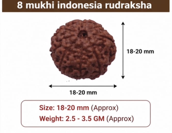 Original Indonesia 8 Mukhi Rudraksha | Natural Lab Tested Bead ओरिजिनल इंडोनेशिया 8 मुखी रुद्राक्ष | प्राकृतिक एवं लैब टेस्टेड