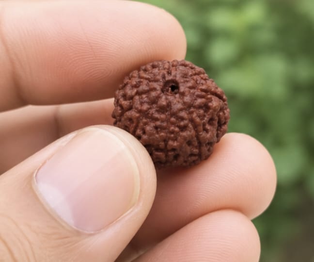 Original Indonesia 8 Mukhi Rudraksha | Natural Lab Tested Bead ओरिजिनल इंडोनेशिया 8 मुखी रुद्राक्ष | प्राकृतिक एवं लैब टेस्टेड