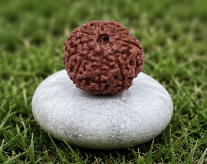 Original Indonesia 8 Mukhi Rudraksha | Natural Lab Tested Bead ओरिजिनल इंडोनेशिया 8 मुखी रुद्राक्ष | प्राकृतिक एवं लैब टेस्टेड