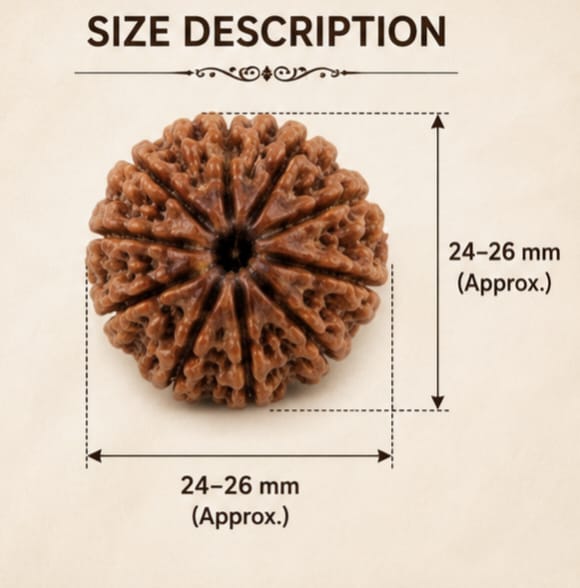 Original Indonesia 10 Mukhi Rudraksha | Natural Lab Tested Bead ओरिजिनल इंडोनेशिया 10 मुखी रुद्राक्ष | प्राकृतिक एवं लैब टेस्टेड