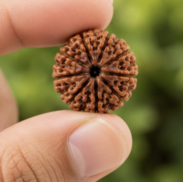 Original Indonesia 10 Mukhi Rudraksha | Natural Lab Tested Bead ओरिजिनल इंडोनेशिया 10 मुखी रुद्राक्ष | प्राकृतिक एवं लैब टेस्टेड