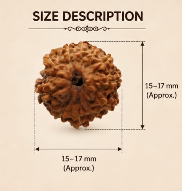 Original Indonesia 11 Mukhi Rudraksha | Natural Lab Tested Bead ओरिजिनल इंडोनेशिया 11 मुखी रुद्राक्ष | प्राकृतिक एवं लैब टेस्टेड