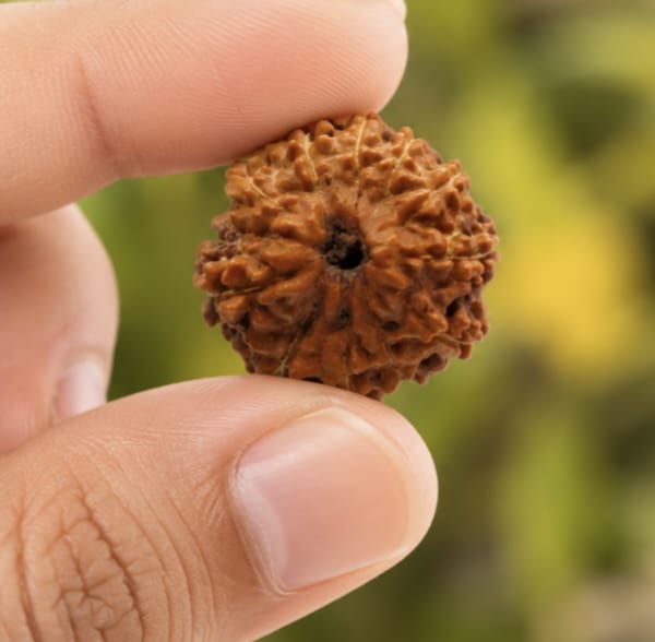 Original Indonesia 11 Mukhi Rudraksha | Natural Lab Tested Bead ओरिजिनल इंडोनेशिया 11 मुखी रुद्राक्ष | प्राकृतिक एवं लैब टेस्टेड